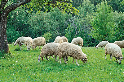 Psychosomatische Klinik Kloster Diessen Tiergestuetzte Therapie3